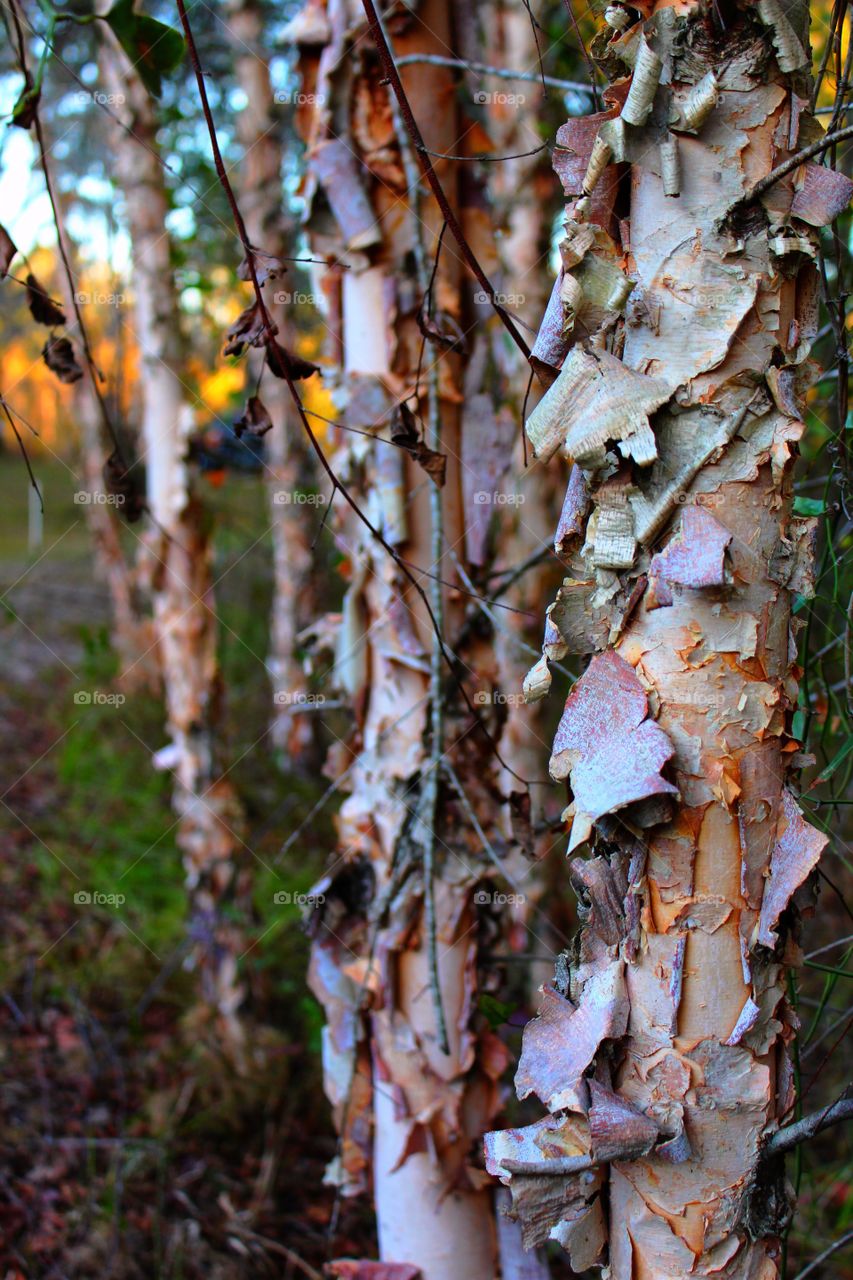 Close-up of birch bark