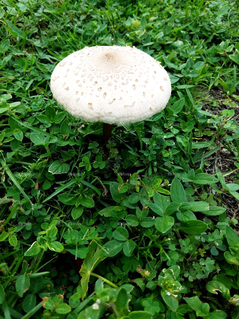 my ldeal of a perfect mushroom