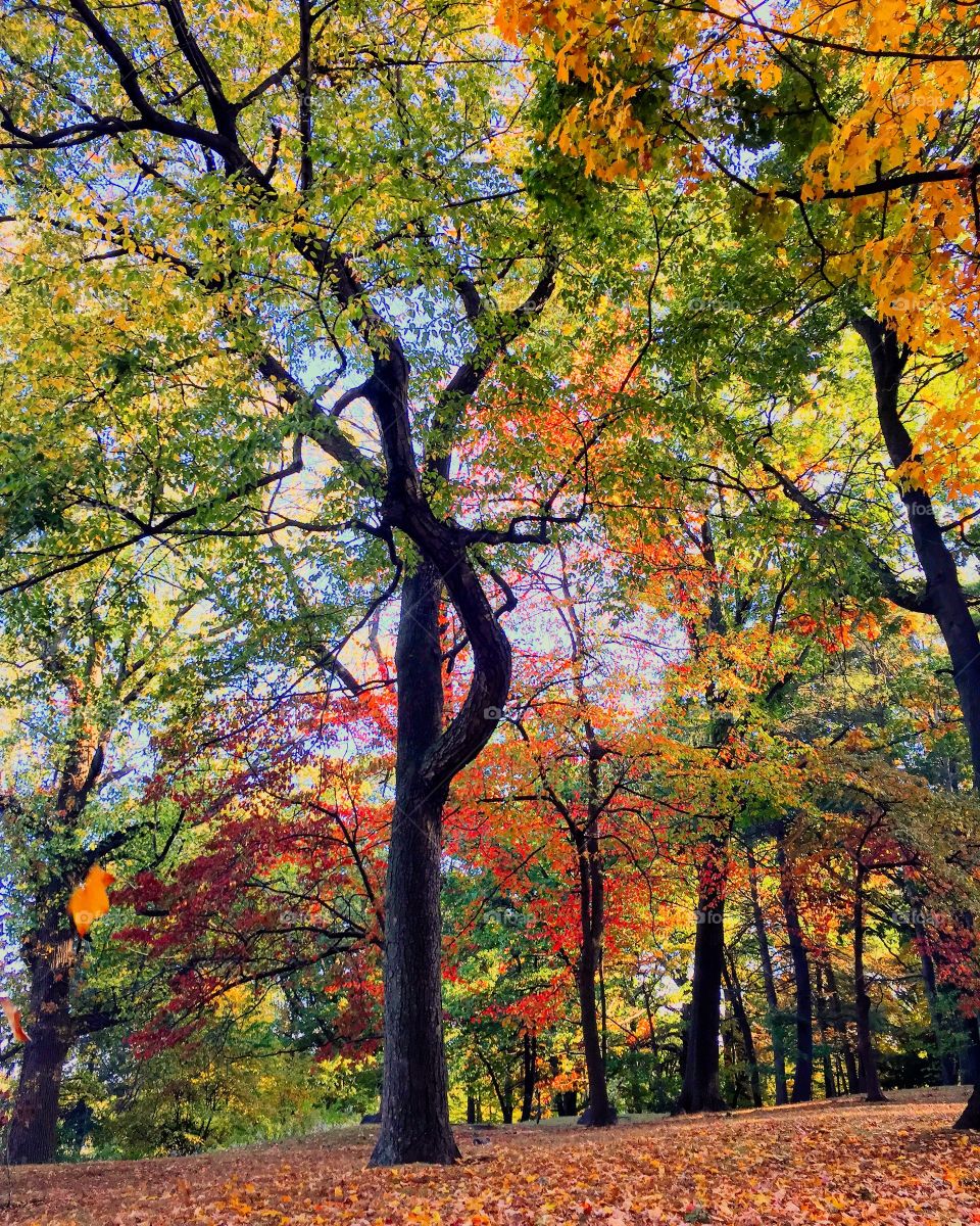 Low angle view of silhouetted trees in autumn