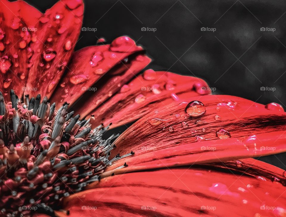 Red Flowers and Rain Drops 