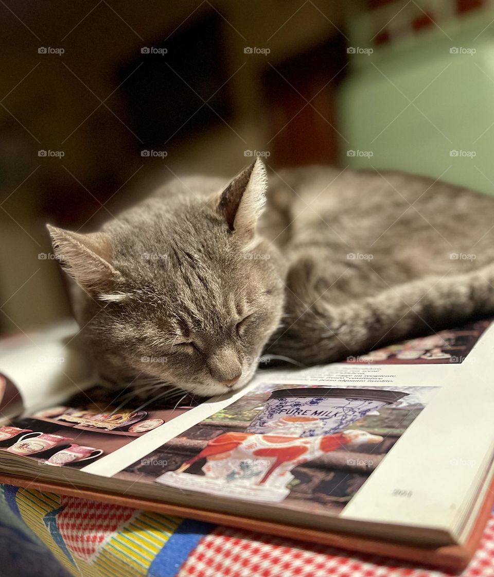 Grey European kitty sleeping on a book, grey cat sleeping deeply 