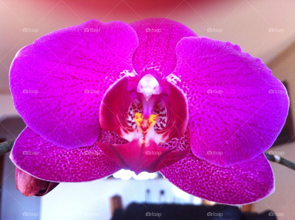 Orchidee in purple