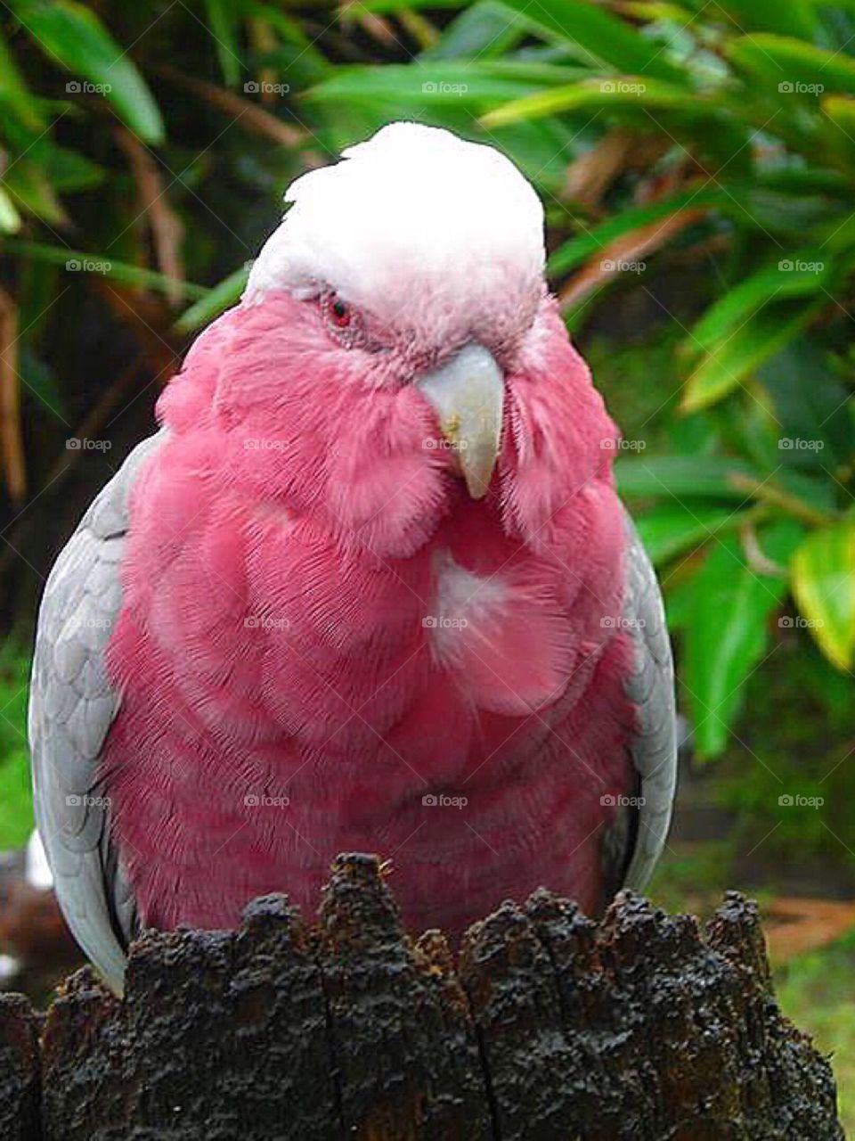 Rose breasted cockatoo