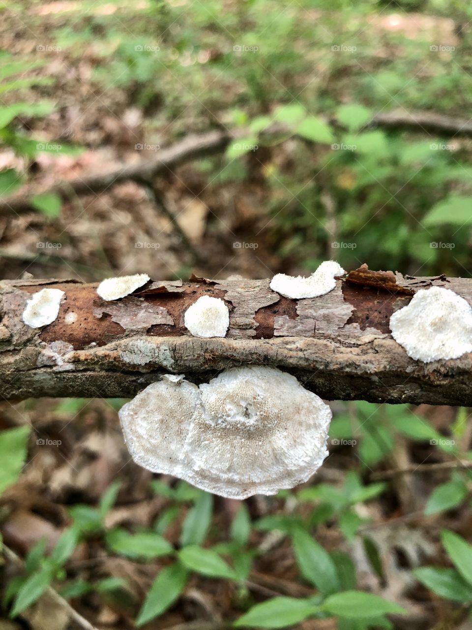 White fungi on tree branches 