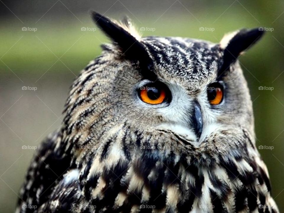 Brown eyed owl