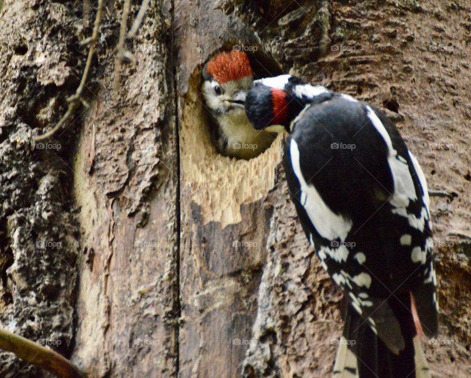 Photo of a baby woodpecker being fed by its mother