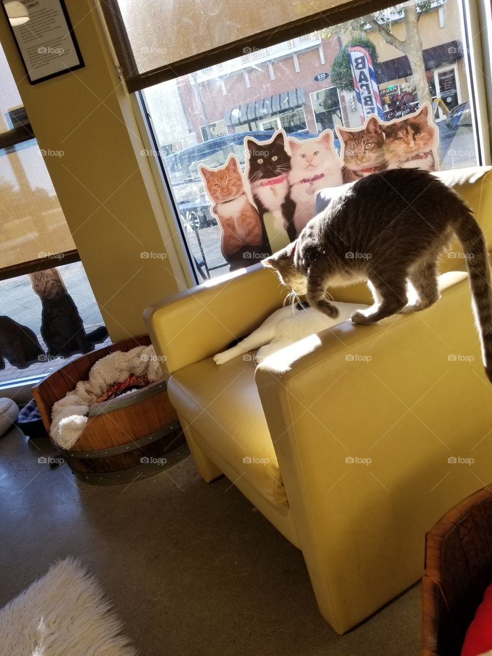 cat adoption center