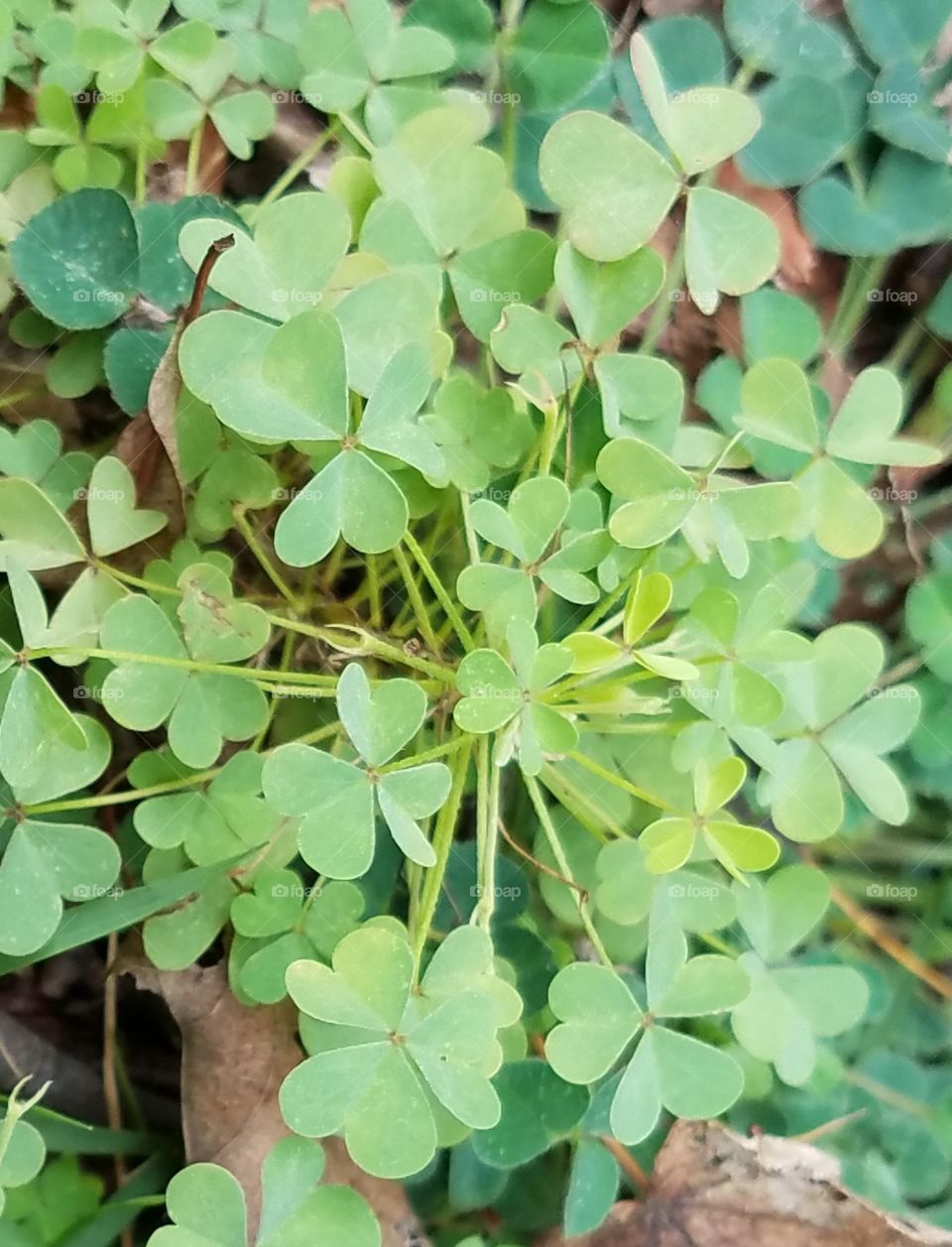 Clover, White Clover, Luck, Lucky, Leaf