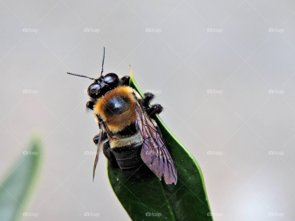 Drill bee