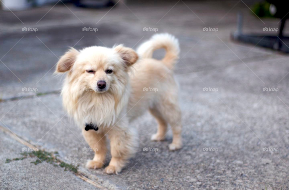 happy white dog cute by stephenkirsh