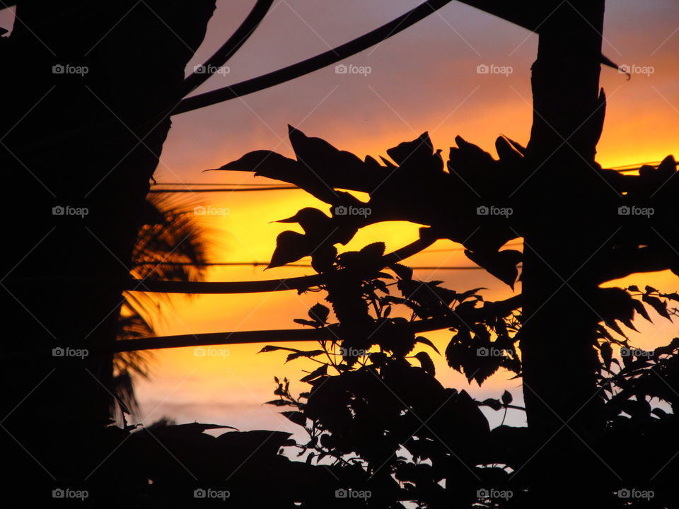 Silhouette, Sunset, Backlit, No Person, Evening