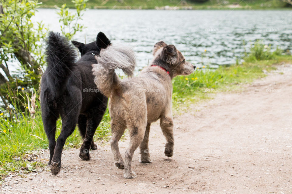 Two dogs walking near river