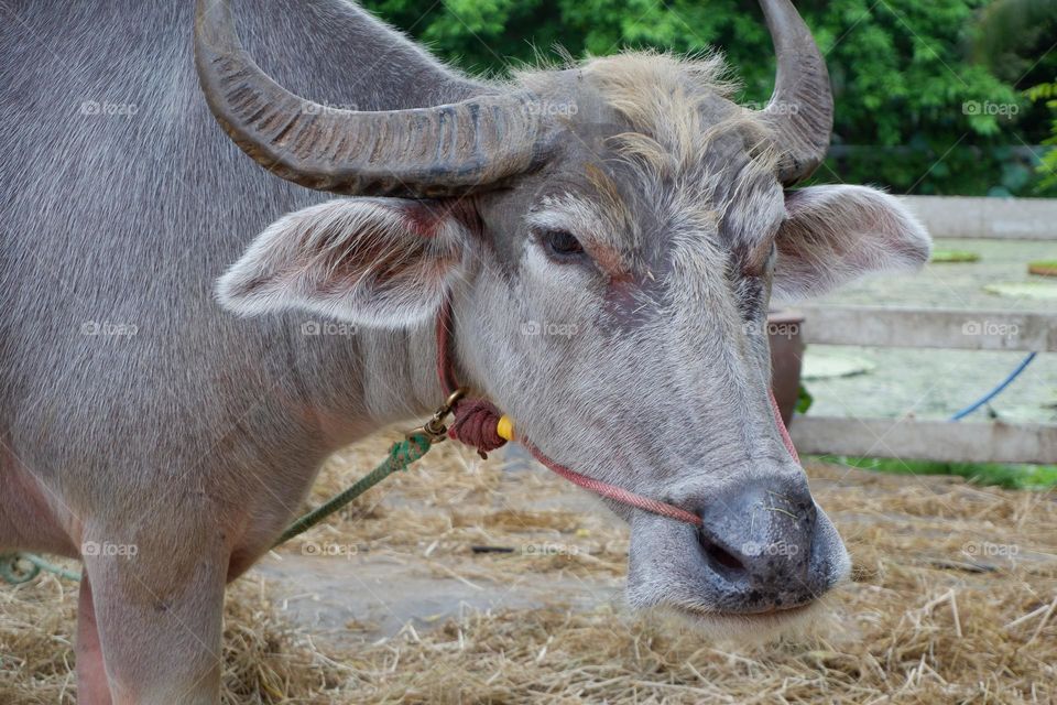 Thai buffaloes are tied to a wooden pole. The ground had straw for eating and sleeping.