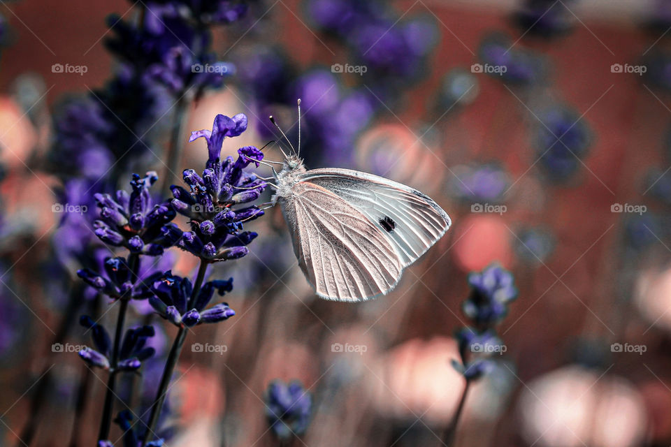 Field, butterfly, lavander