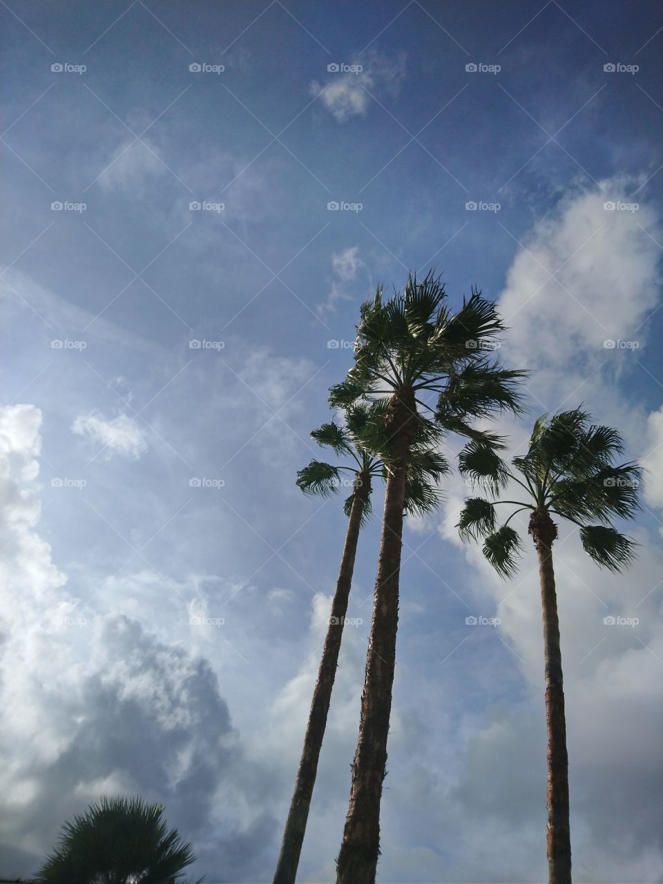 Palms, nature, no person,cloud