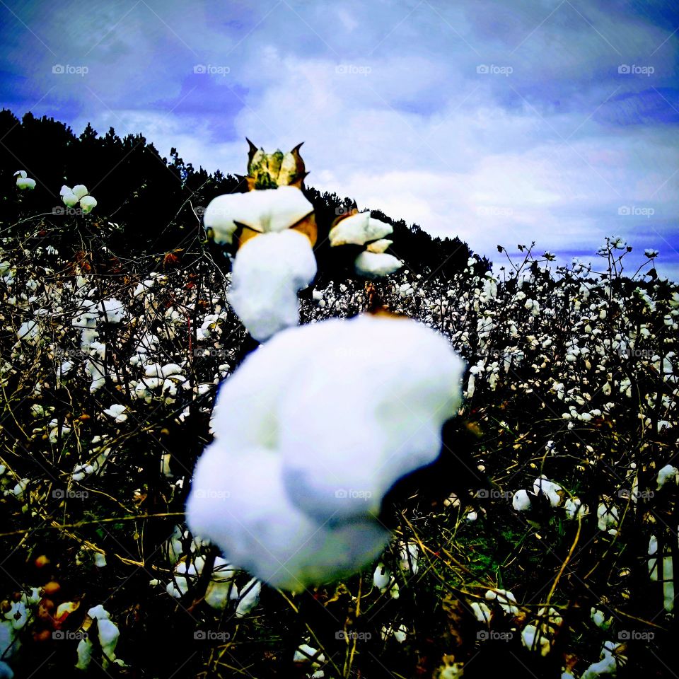 Cotton and Clouds