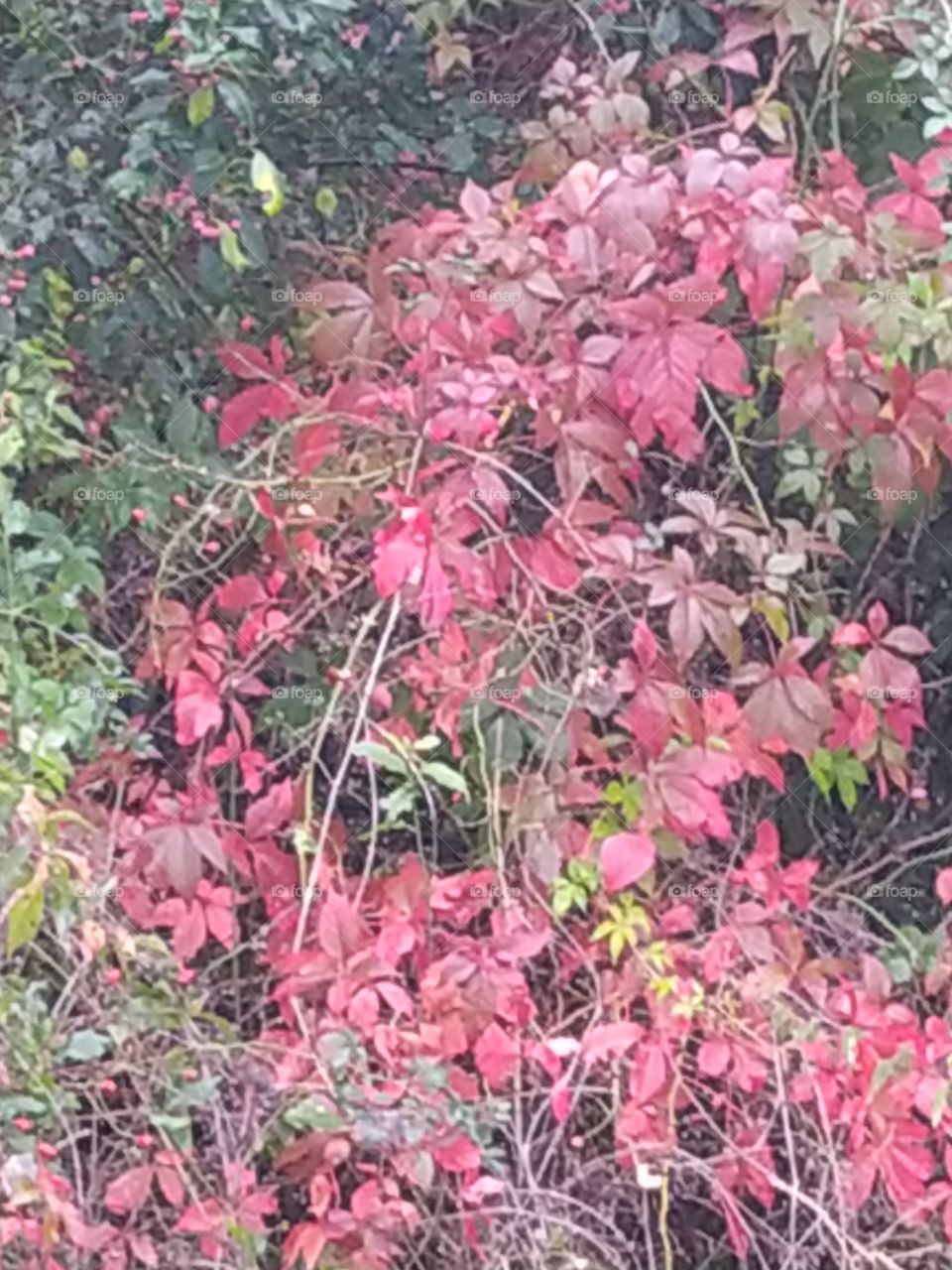 red leaves