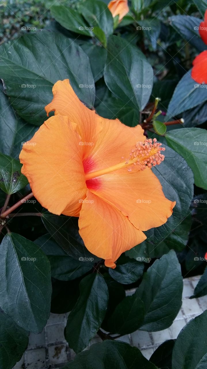 Orange flower. No