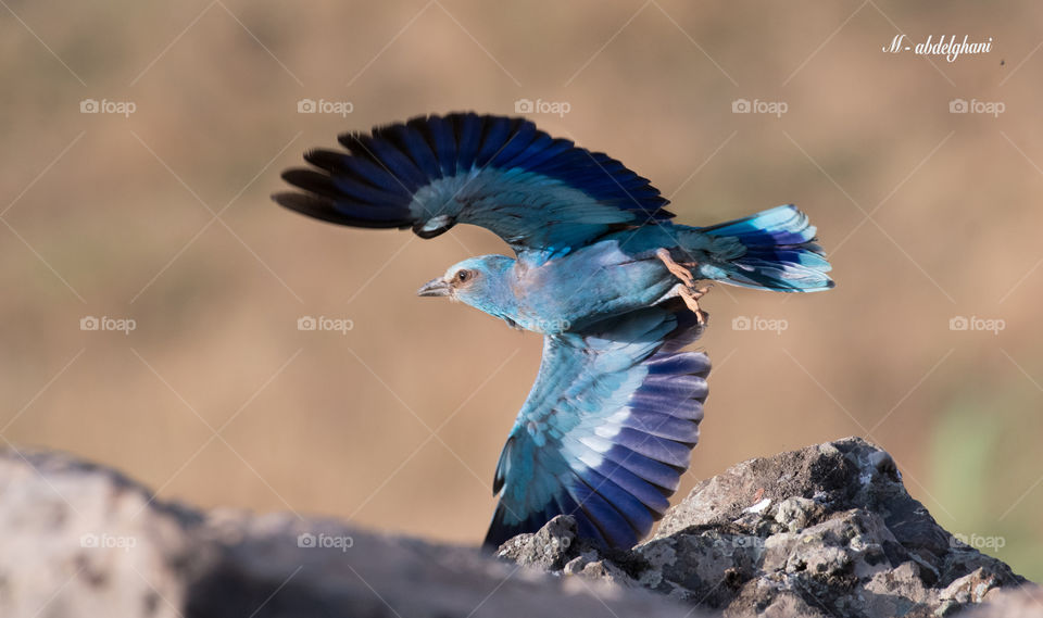 European roller  flies away when he sees me