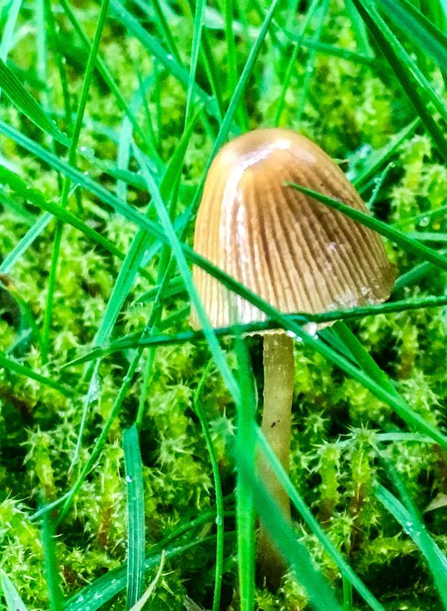 Miniature Beauty