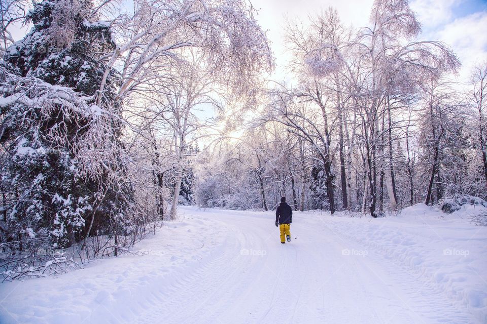 A young man hiking through a massive snowy forest, exploring