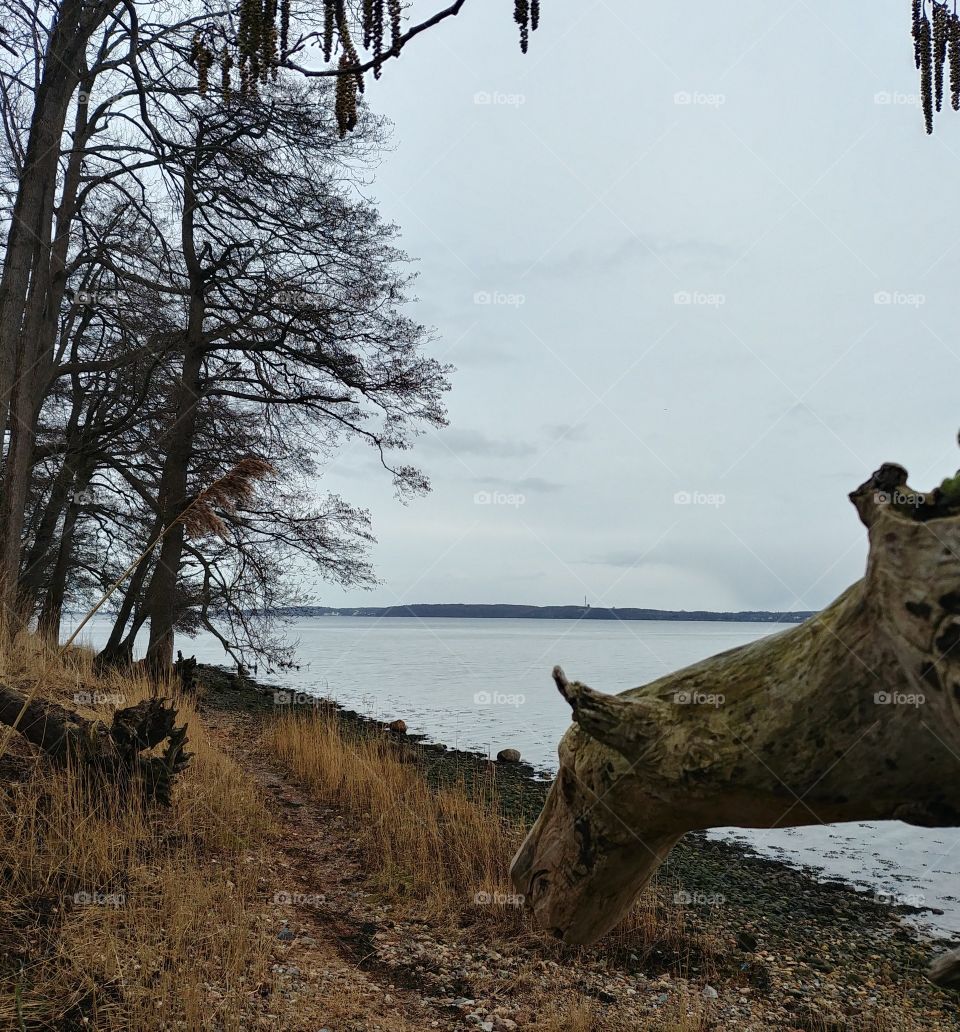 Wasser Strand Ufer pferd Hund