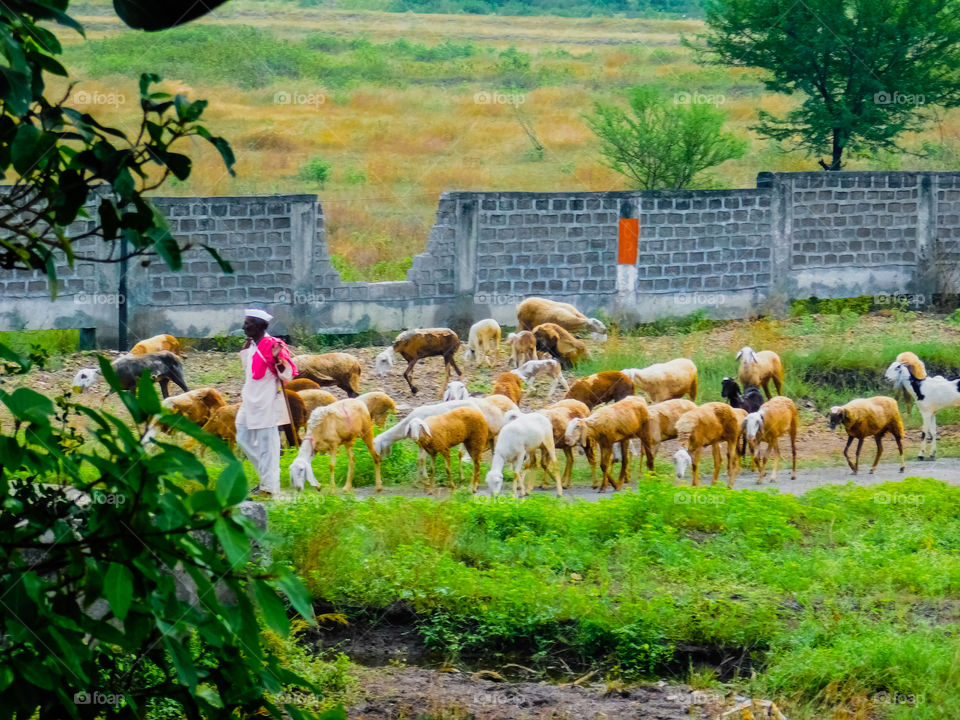 Shepherd with it's grazing flock of sheep's and goat's.