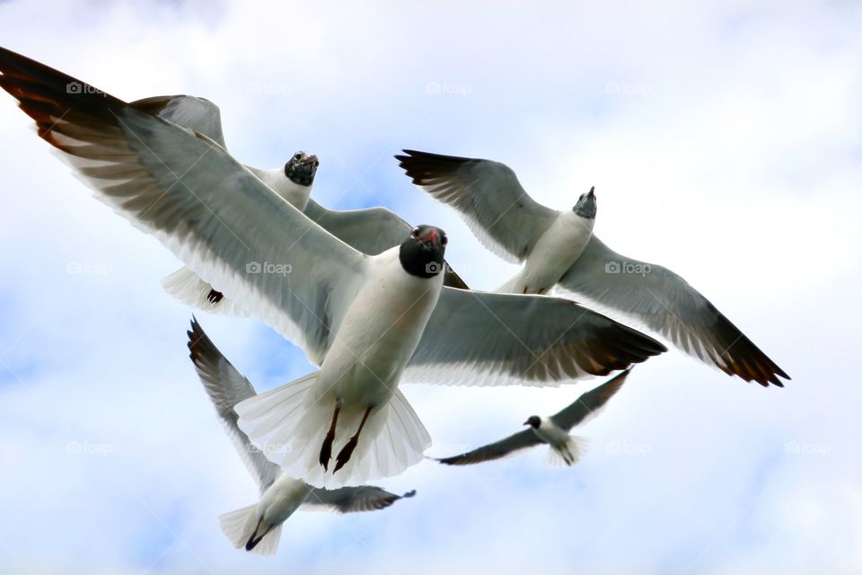 A flock of Seagulls flying high in the sky.
