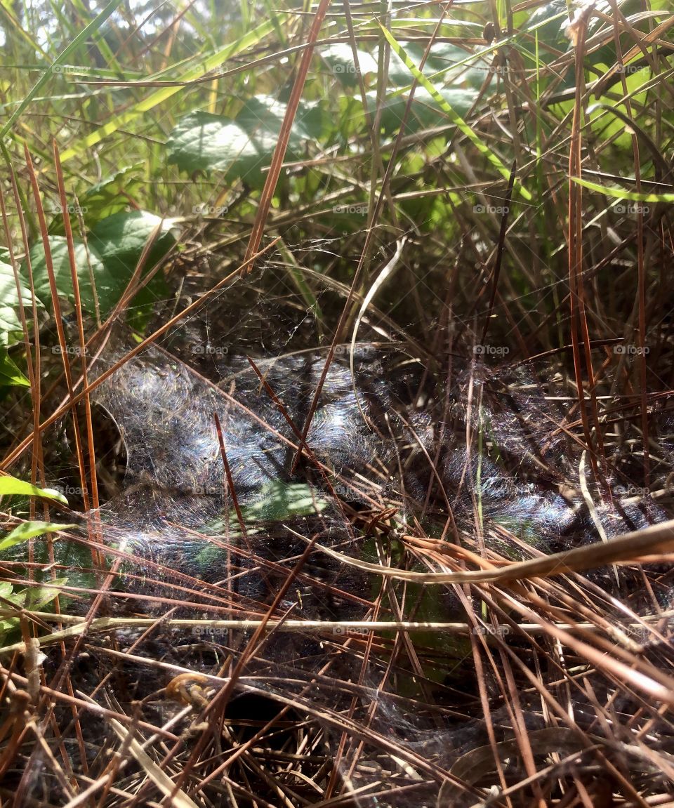 Closeup of ground level spiderweb highlighted by sun 