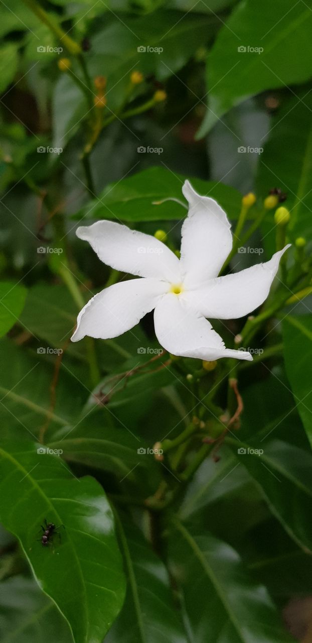 Nature, Leaf, Flower, Tropical, No Person