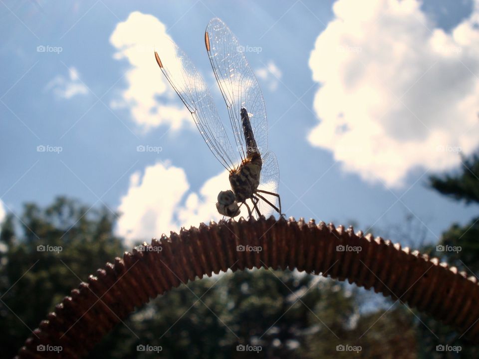 Dragonfly posing on bent rebar, against blue sky & fluffy clouds! Green woods at bottom.