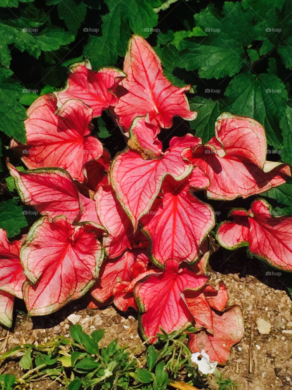 Variegated red 