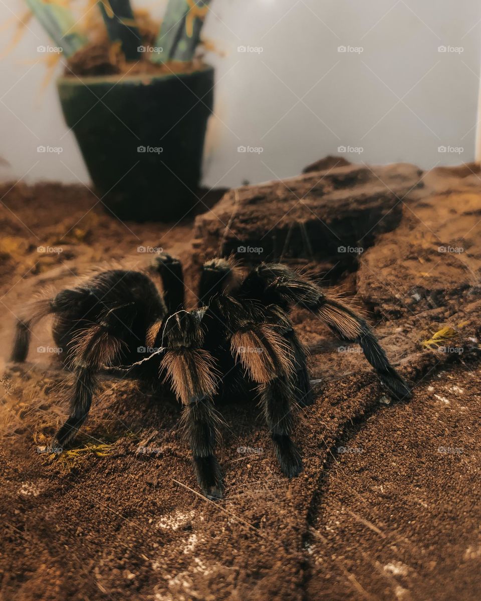 Brachypelma klaasi. Black spider.