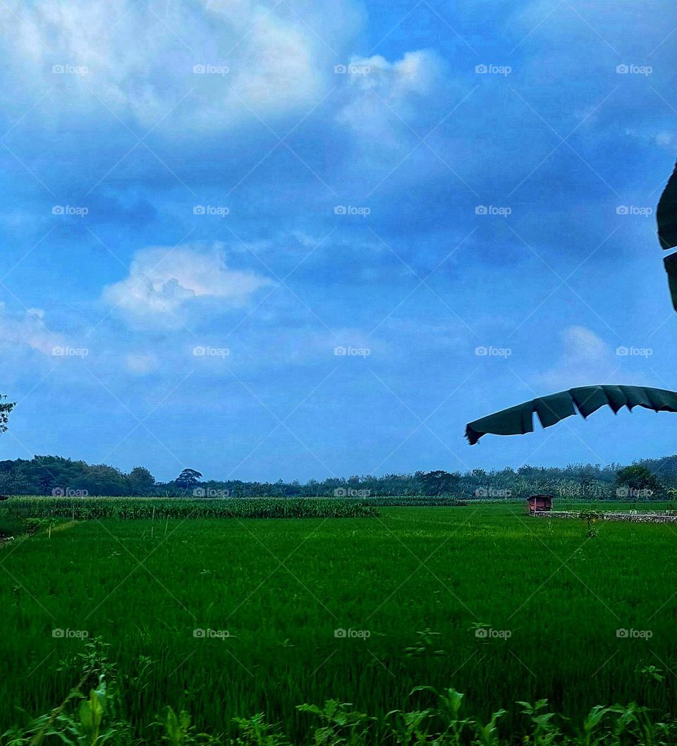 Beautiful nature scenery