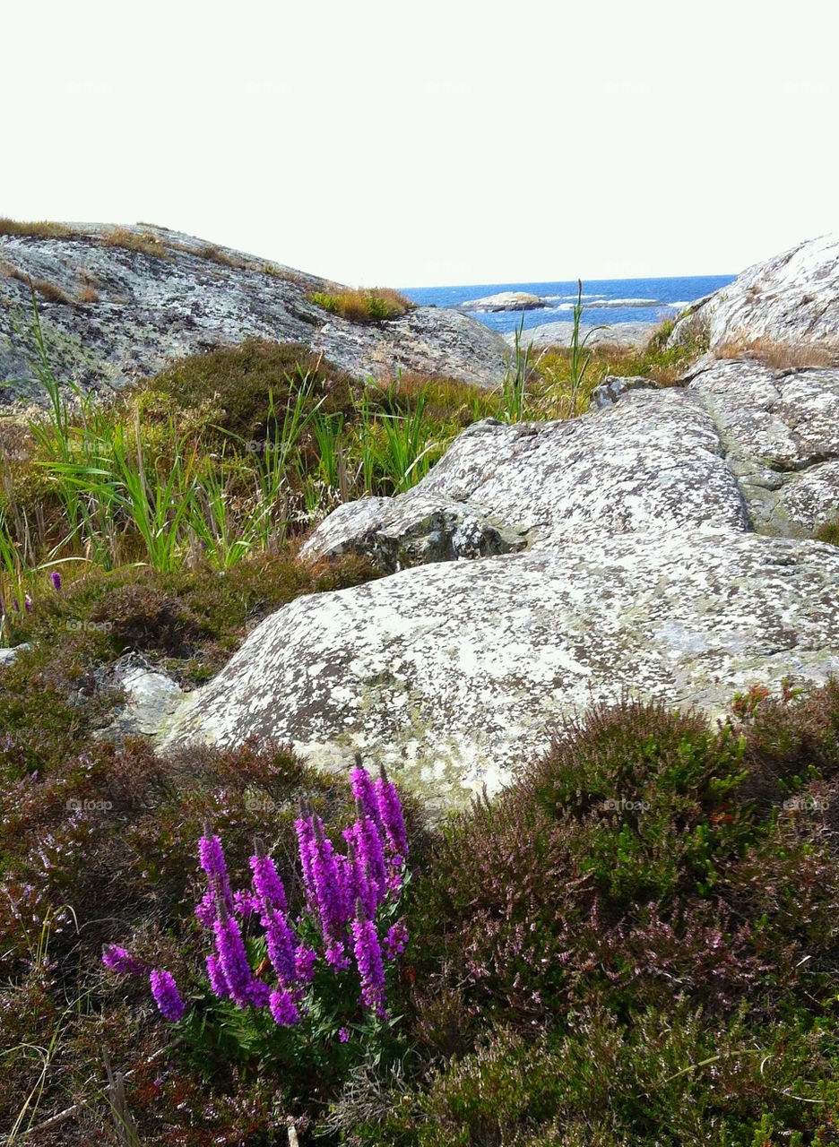 sweden the summer grey by chattis