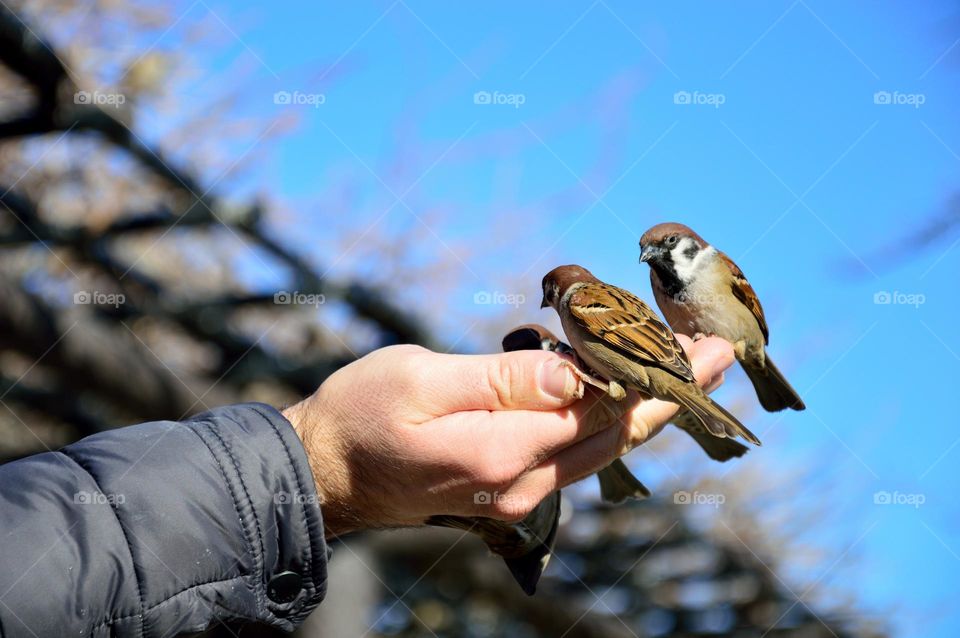 little birds eating in the hand