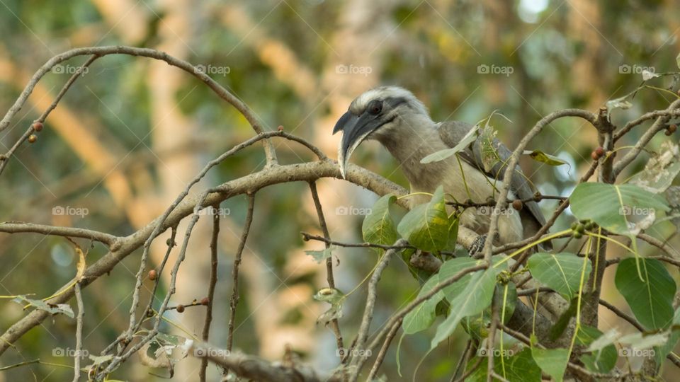 Hornbill