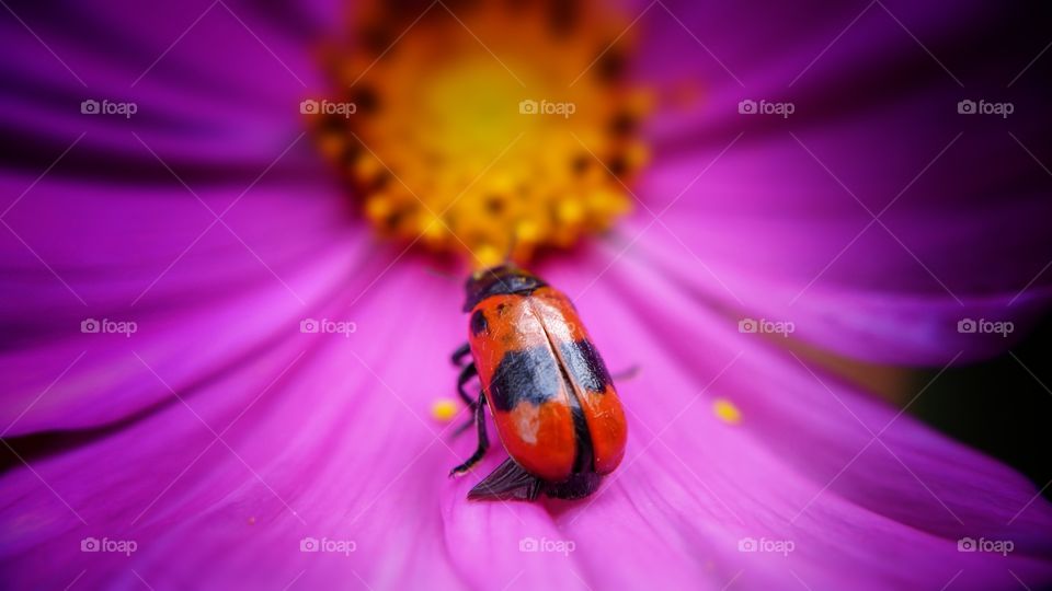 red beautyfull bug on flower