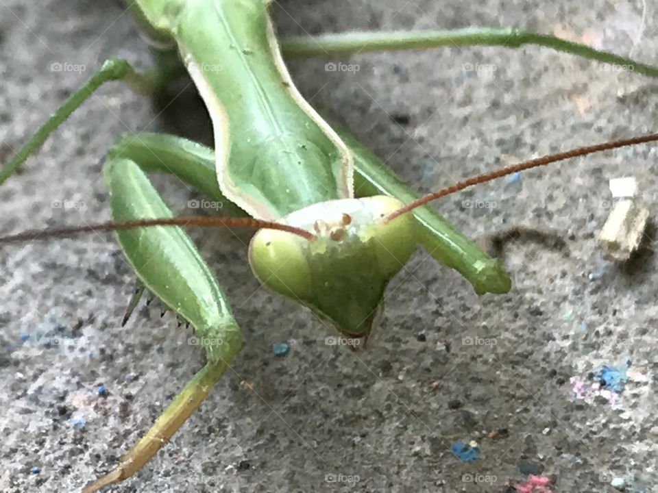 Praying mantis looking at me green and tiny