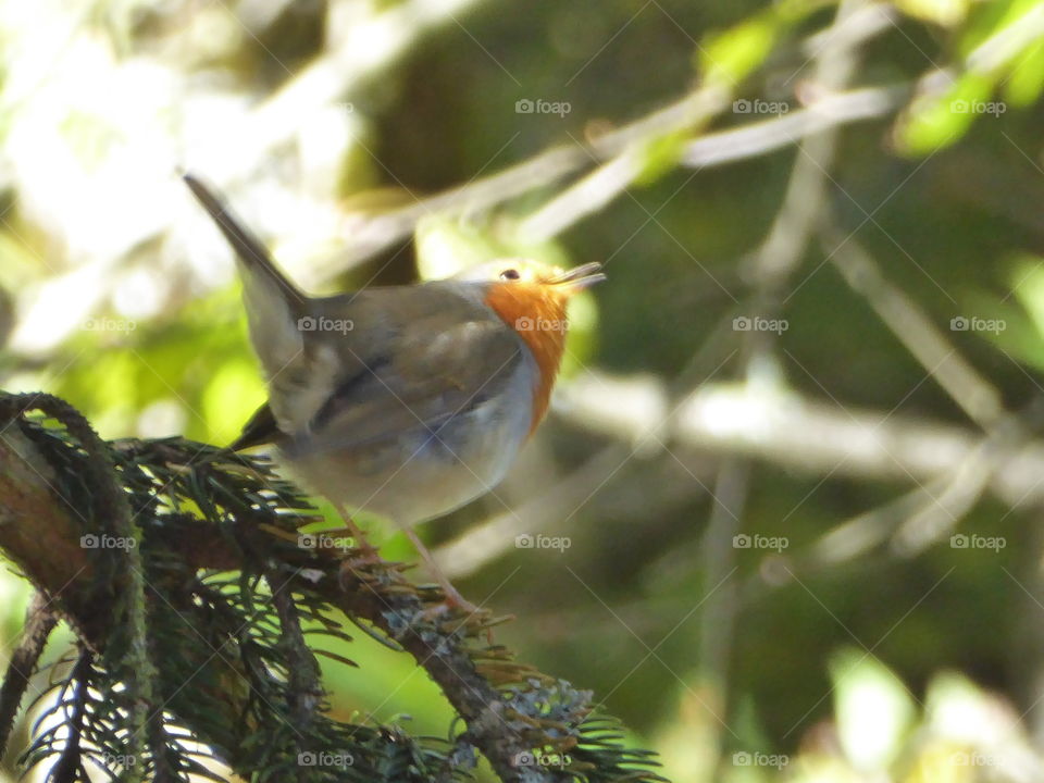 singing orange bird