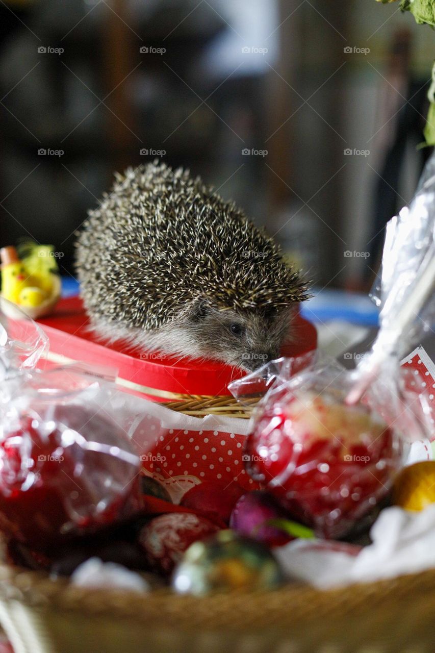 Easter hedgehog