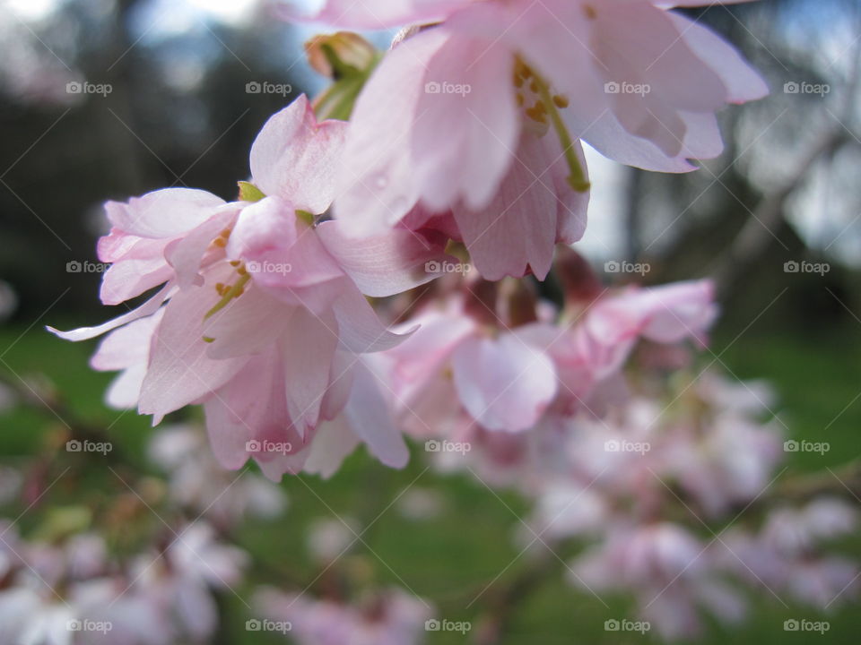 Flower, No Person, Nature, Garden, Apple