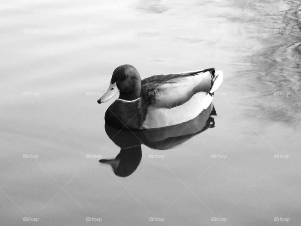 Duck in Central Park (B&W). This duck was in a pond in Central Park.
