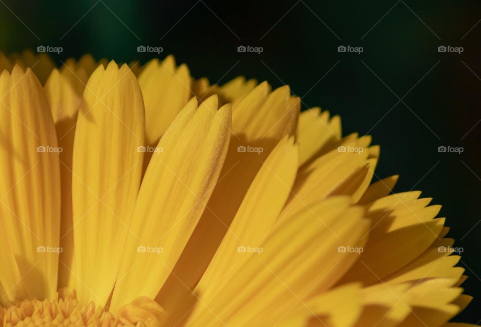 Close up of yellow, flower petals against a dark green, blurred background 