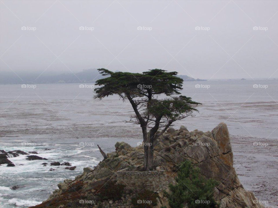 ocean tree water sea by mauimar