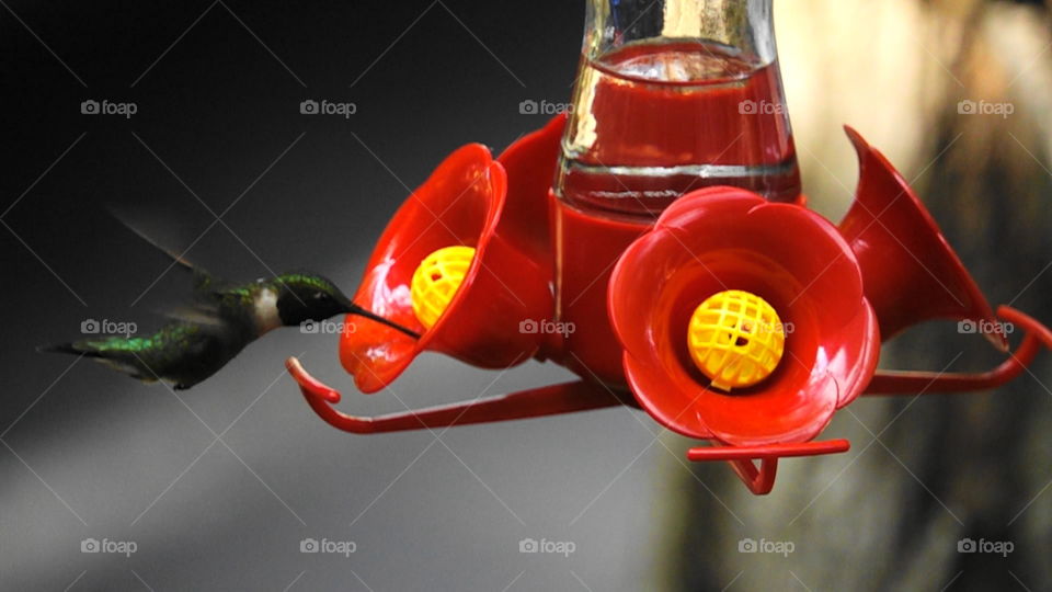 Red feeder with yellow and glass small hummingbird