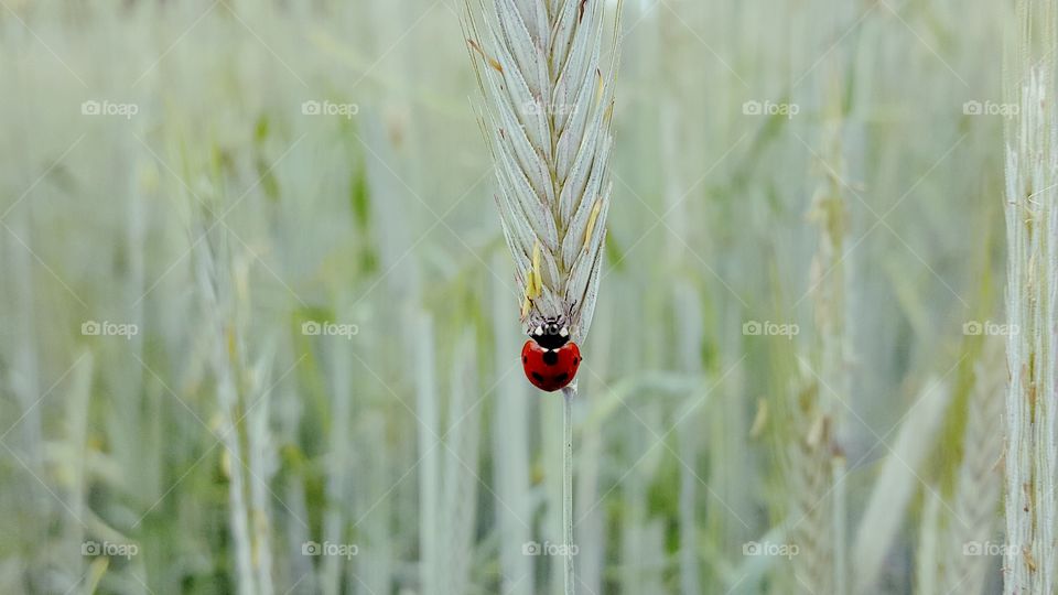 Ladybug sitting on the ears of grain.