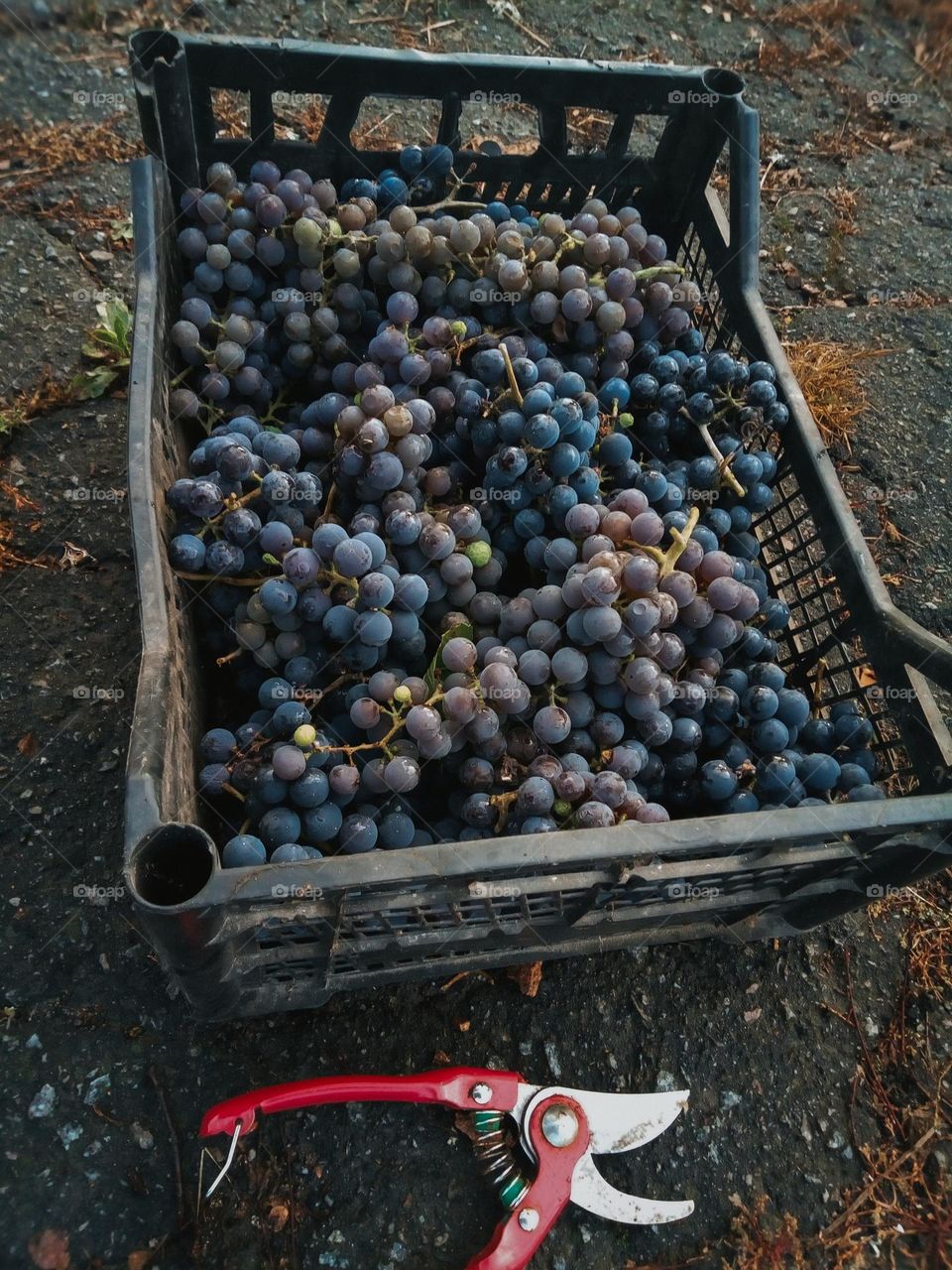 Ukrainian grape