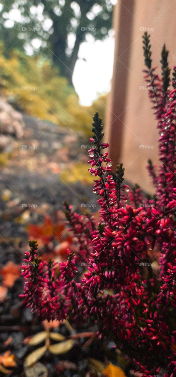 pink heather on a sunny day