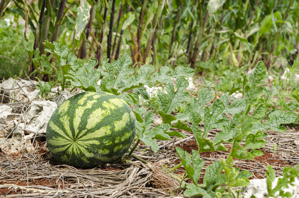 Stripe Watermelon In Garden